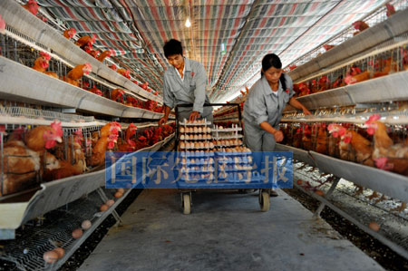 抗生素的濫用正在中國養殖業形成惡性循環，由此引發的食品安全問題已經到了關乎我們民族繁衍的程度。本報資料圖