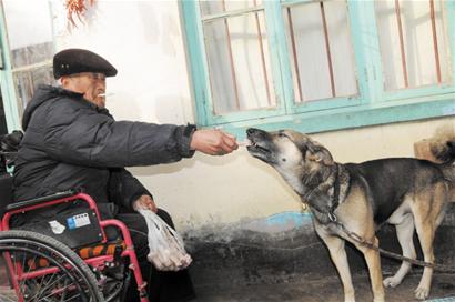 老漢坐輪椅黃狗不離不棄 8年每日拉其上街解悶 老漢坐輪椅黃狗不離不棄 8年每日拉其上街解悶