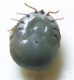 青島2個月58人被蜱蟲咬寵物也難逃 向市區蔓延