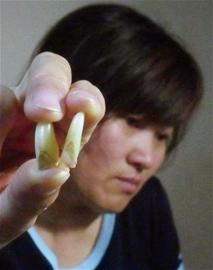 產仔母豬狂咬人不松口