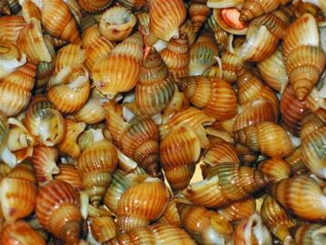 海瓜子或屬禁食織紋螺 專家建議慎食