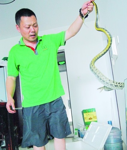 青島蛇王義務捕蛇十年全身50道咬痕 欲隱退江湖