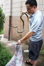 青島流浪黑貓大戰2米長蛇4野貓助陣 市民害怕關門窗