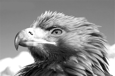 金雕報食子之仇襲擊兩男2年