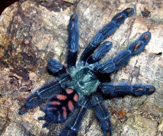 盤點各地罕見巨型“怪獸”