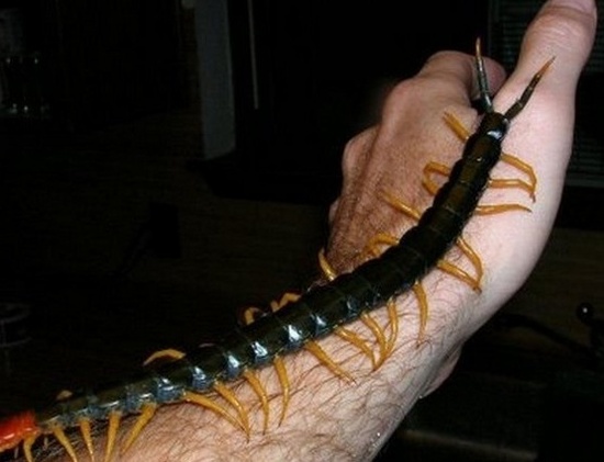 盤點各地罕見巨型“怪獸”