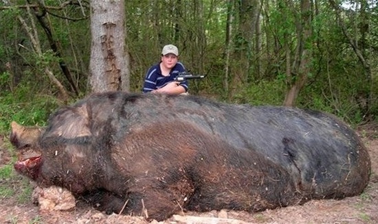 盤點(diǎn)各地罕見巨型“怪獸”