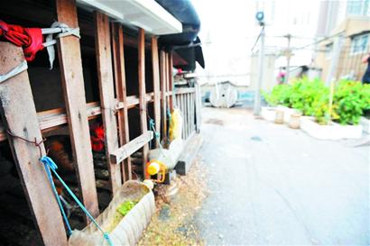 市民在700平樓頂開荒 市民在700平樓頂開荒