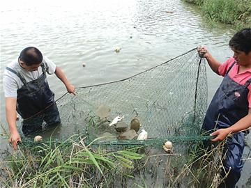膠南水產養殖實現跨種族混養