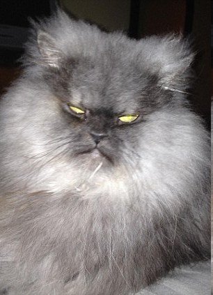 美國憤怒貓長相似暴君走紅網絡