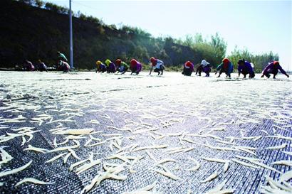 青島萊西湖銀魚開捕大量上市 一網捕千斤