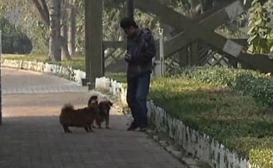 流浪狗媽媽兇狠見(jiàn)人就撲 狂追行人30米才放過(guò)