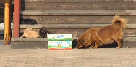 流浪狗媽媽兇狠見(jiàn)人就撲 狂追行人30米才放過(guò)