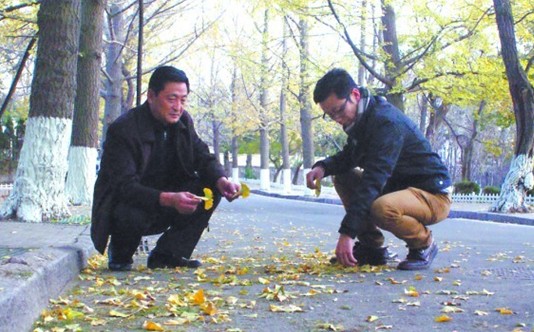 八大關落葉15天不掃 居庸關路嘉峪關路將試點