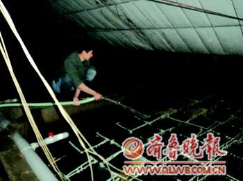 水產品奇葩越冬法:海參烤鍋爐多寶魚喝特供 1月10萬度電