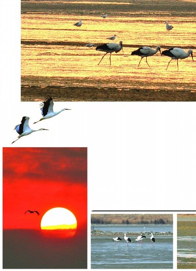 膠州灣驚現成群東方白鸛 全國僅有2000只