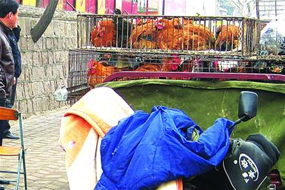 飯店門口養(yǎng)雞招攬顧客 糞臭熏天半夜雞叫居民崩潰 飯店門口養(yǎng)雞招攬顧客 糞臭熏天半夜雞叫居民崩潰