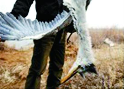 敵敵畏毒鳥？是蝦池消毒