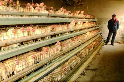 “速成雞”事件后多數(shù)市民不敢吃雞肉雞銷量大減養(yǎng)雞戶直喊冤 “速成雞”事件后多數(shù)市民不敢吃雞肉雞銷量大減養(yǎng)雞戶直喊冤