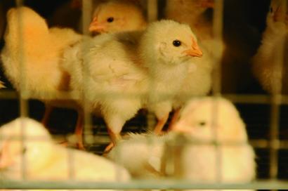 “速成雞”事件后多數(shù)市民不敢吃雞肉雞銷量大減養(yǎng)雞戶直喊冤 “速成雞”事件后多數(shù)市民不敢吃雞肉雞銷量大減養(yǎng)雞戶直喊冤