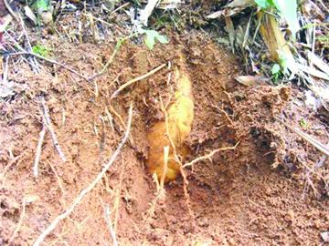 嶗山47年產下7萬海青竹筍 成片竹海 嶗山47年產下7萬海青竹筍 成片竹海