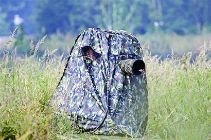 青島賞鳥圖出爐 9大濕地成鳥類天堂