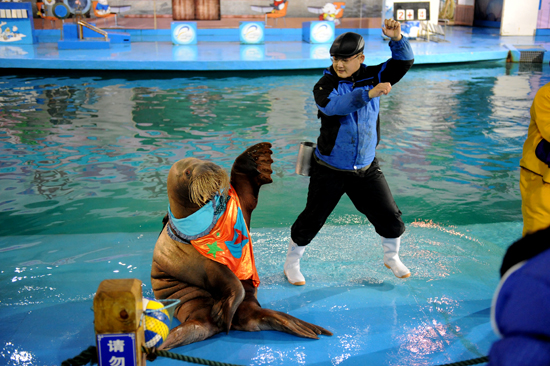 超萌海象領舞極地style 蛇年新春爆笑上演