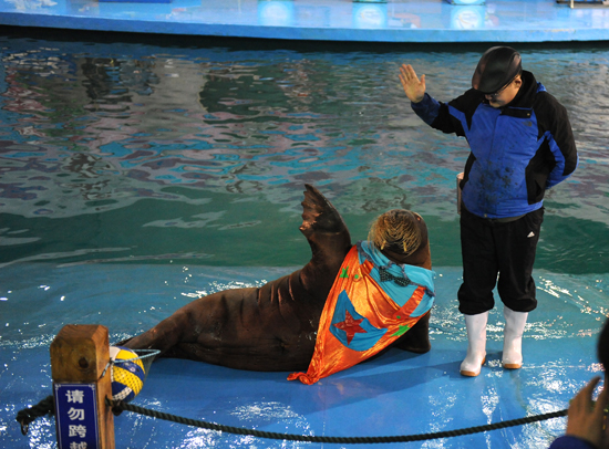 超萌海象領舞極地style 蛇年新春爆笑上演