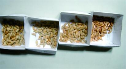 洽洽瓜子蟲眼密布變質多 吃下臭籽堪比直接服毒