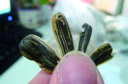 洽洽瓜子蟲眼密布變質多 吃下臭籽堪比直接服毒