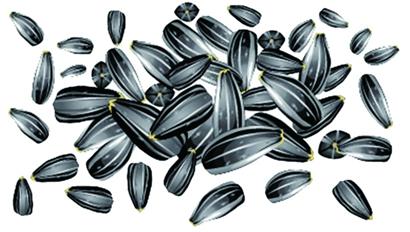 洽洽瓜子蟲眼密布變質多 吃下臭籽堪比直接服毒