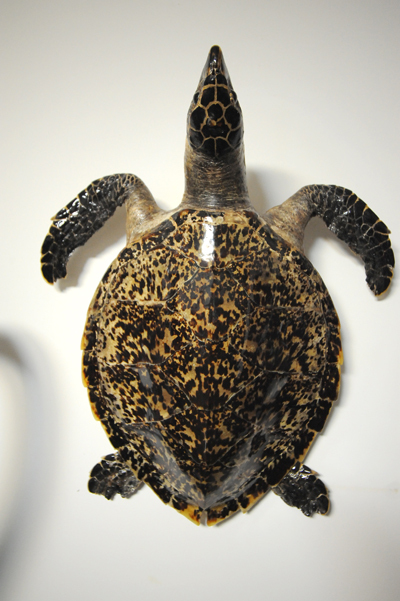 珍貴玳瑁標本現身青島 晶瑩剔透價值不菲