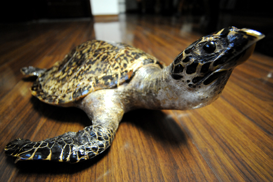 珍貴玳瑁標本現身青島 晶瑩剔透價值不菲