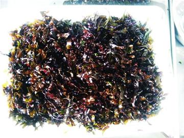 初春本地小海鮮量少味鮮 漁民教你做瞎漢螺面條魚