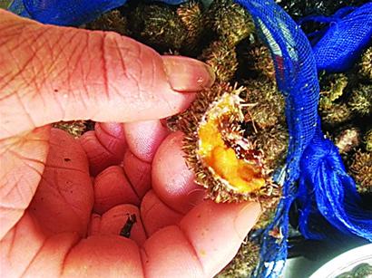 初春本地小海鮮量少味鮮 漁民教你做瞎漢螺面條魚