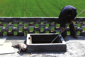 3月15日，新豐鎮竹林村，病死豬無害化處理池旁等待入池的死豬。