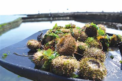 鮑魚養殖池內海膽成災